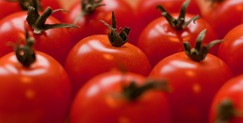 Incaper_tomate-ilustrativa