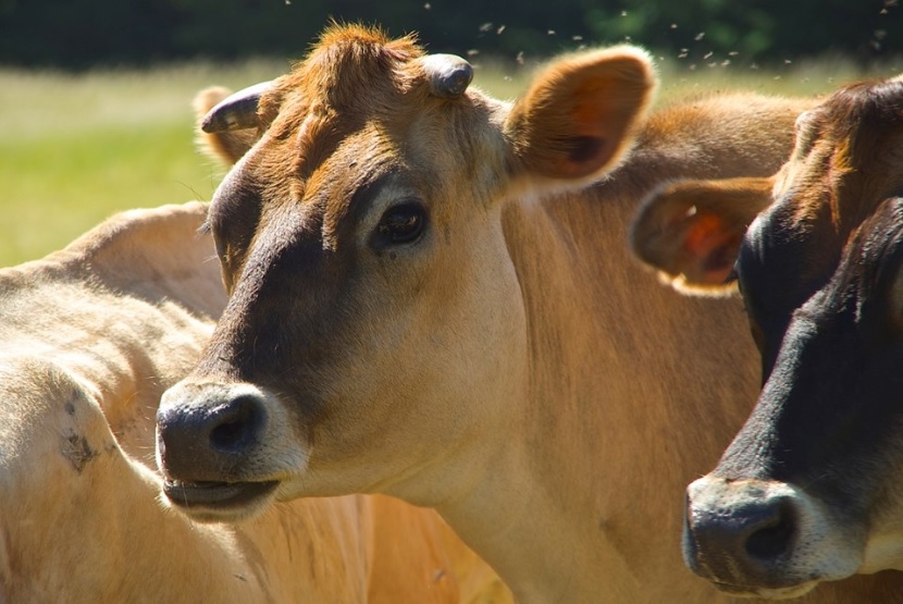Incaper_vacas_Idaf