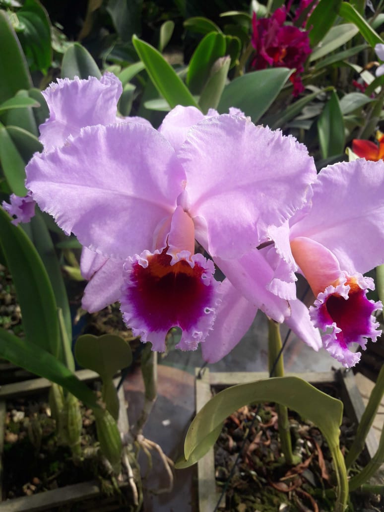 orquidea|||Fotógrafo:Márcia Varela / Incaper