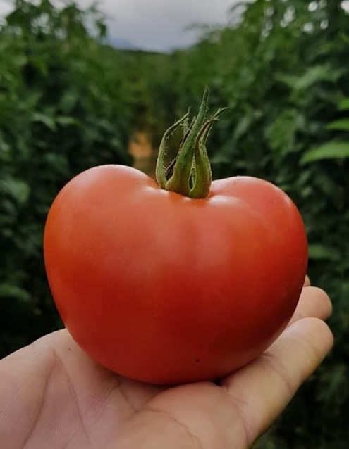 Fungo tomate - Crédito Divulgação Incaper|||Fotógrafo: Hélcio Costa/Incaper. 