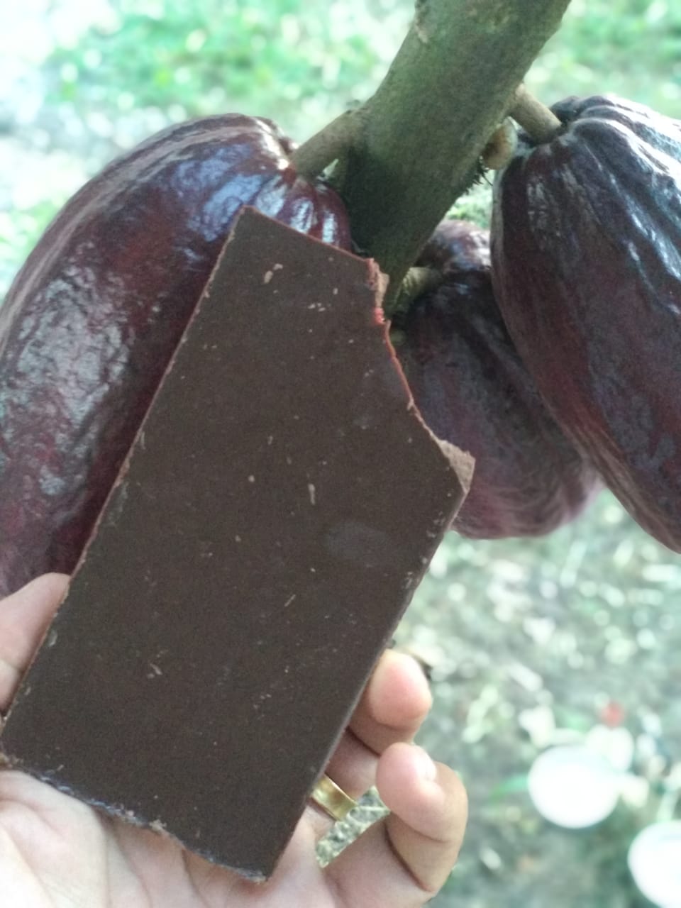 chocolate|||Fotógrafo:Incaper