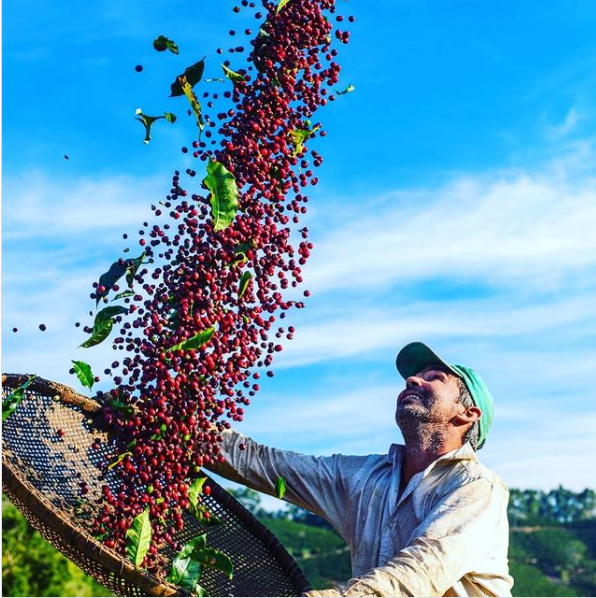 Cafeicultor José Alexandre_Crédito André Berlinck|||Fotógrafo:André Berlinck