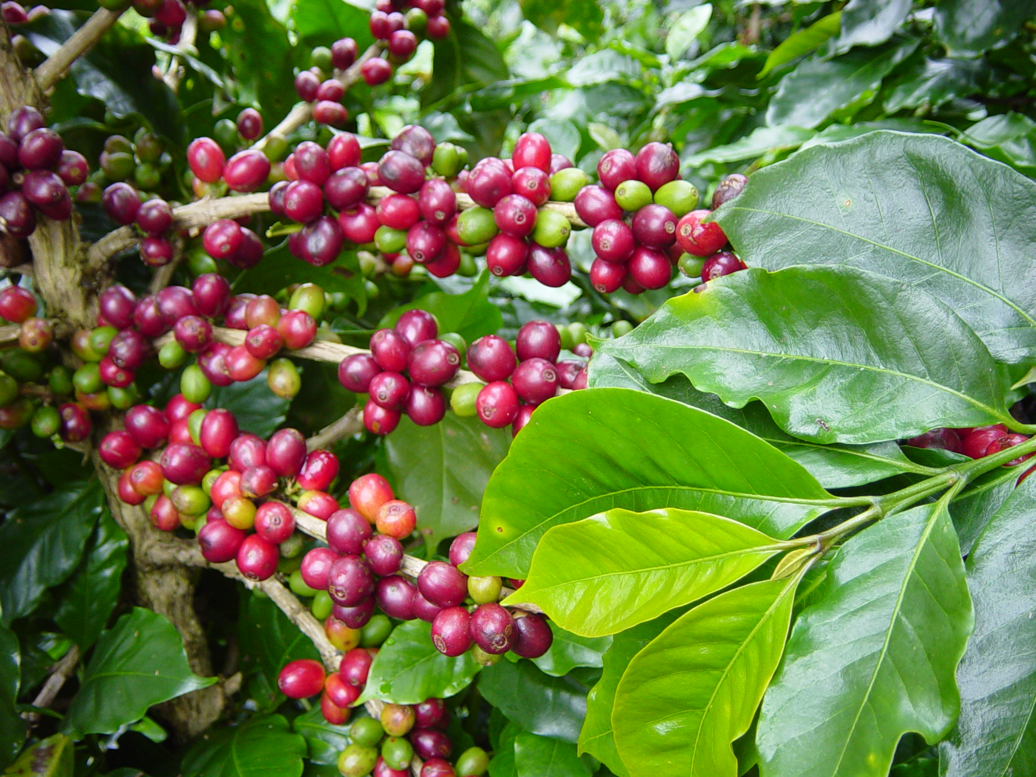 Café arábica