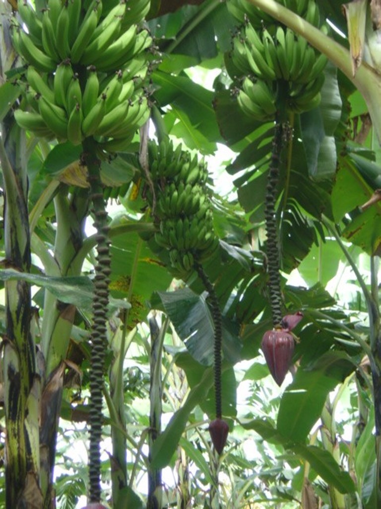 banana vitÃ³ria|||Fotógrafo:Arquivo/Incaper