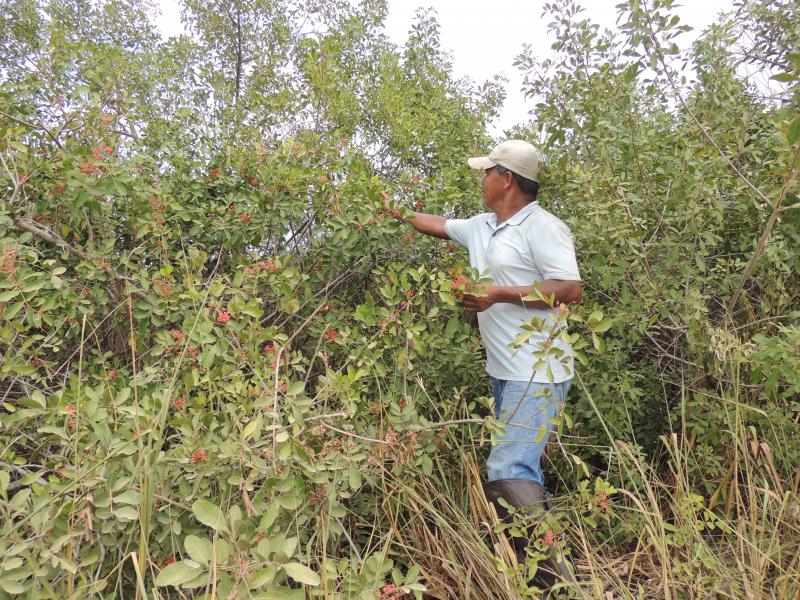 3333d-aldeia-indigena-aracruz-coleta-de-aroeira-dscn8499
