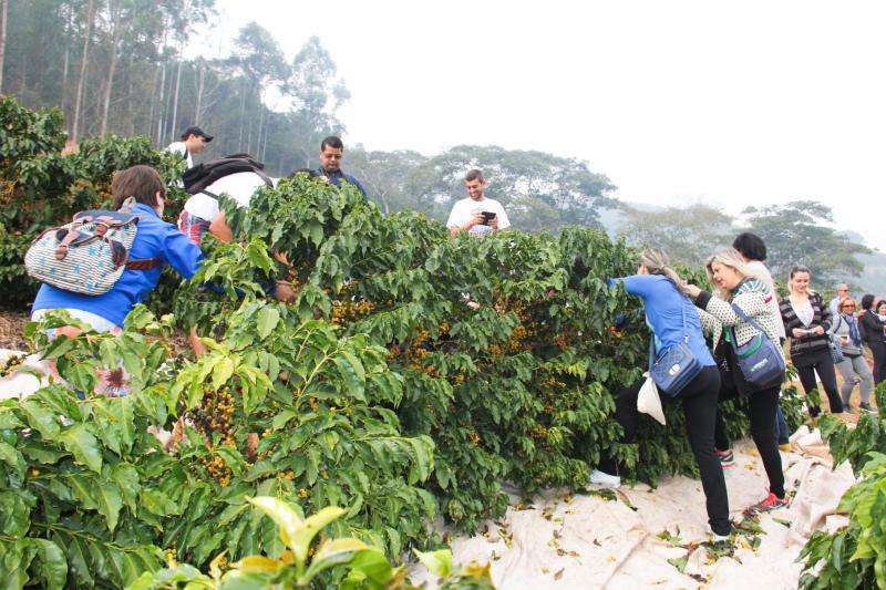 38b33-caminhada-da-colheita-do-cafe-(2)-1