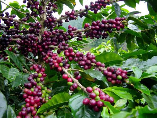 b94a8-arabica