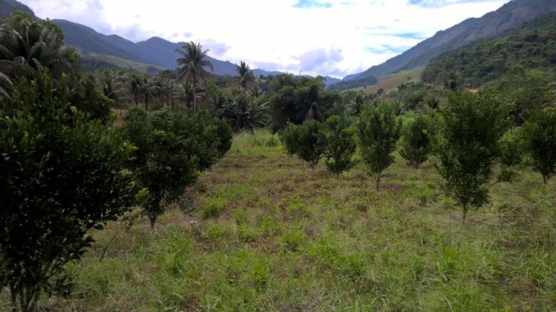 plantacao_tangerina