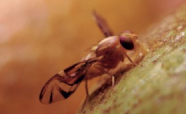 mosca_das_frutas_-_edicao_036