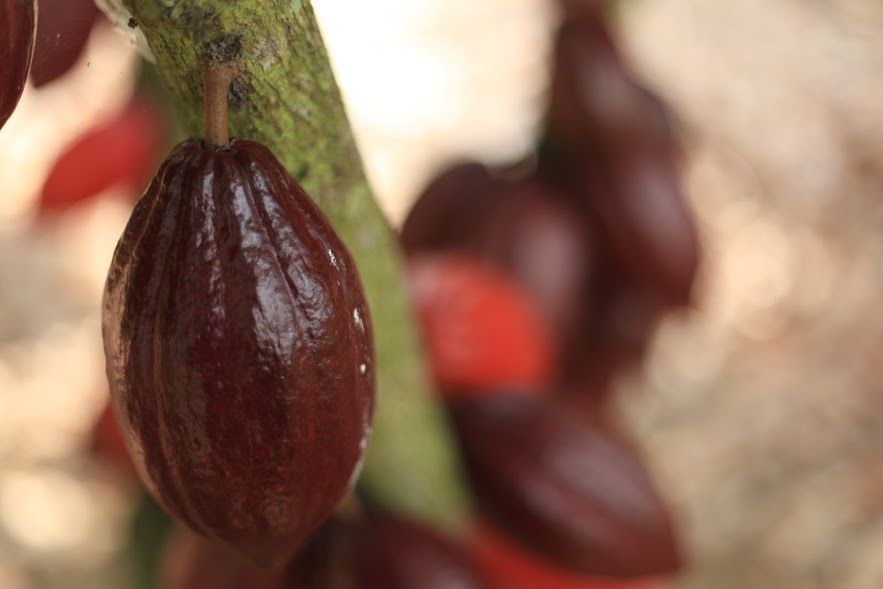 O Espírito Santo é o quarto maior produtor da fruta -  sendo que a cacauicultura ocupa uma área aproximada de 23 mil hectares. 