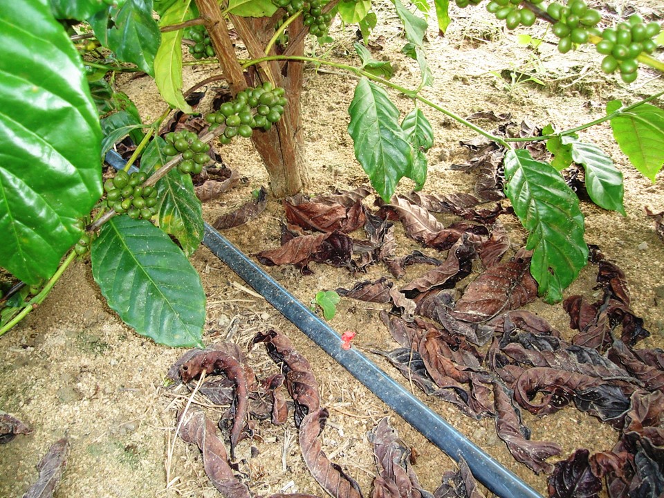 Irrigação por gotejamento|||Fotógrafo:Divulgação Incaper