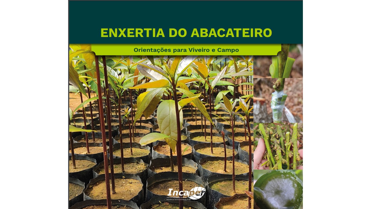 abacate-site.