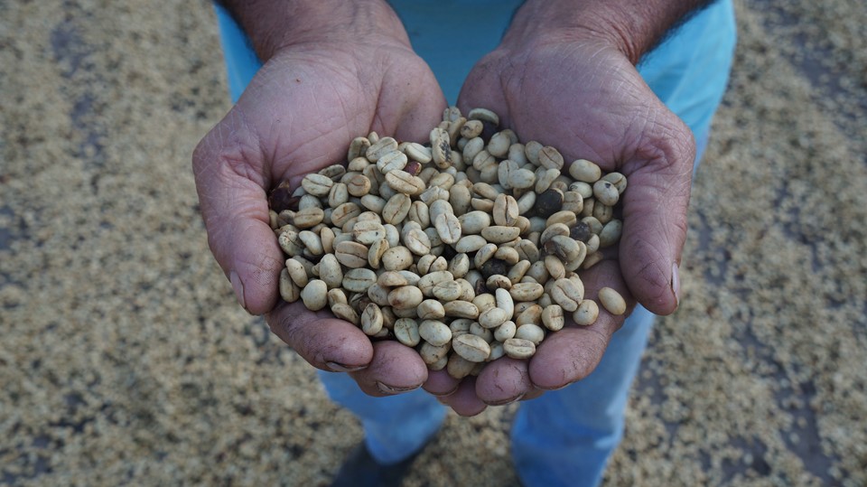 arabica|||Fotógrafo:Arquivo/Incaper