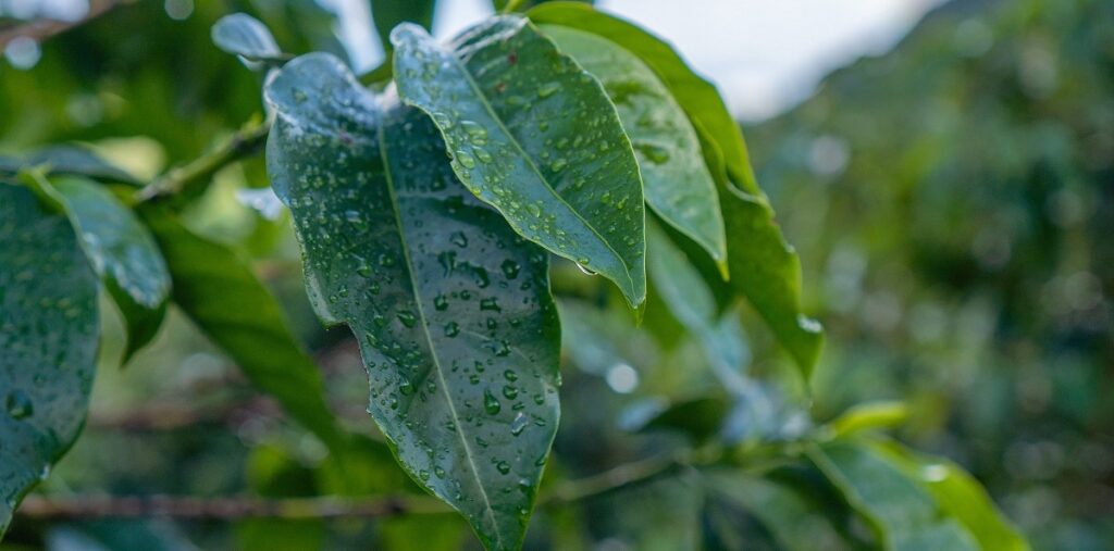 chuva