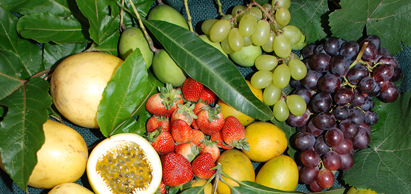 frutas_vanessa_2