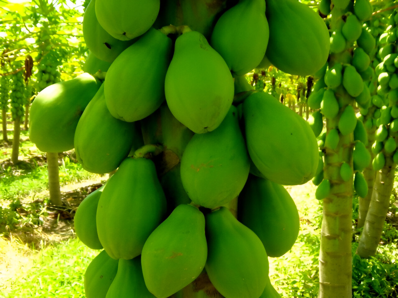 papaya_brasil|||Fotógrafo:Arquivo Incaper