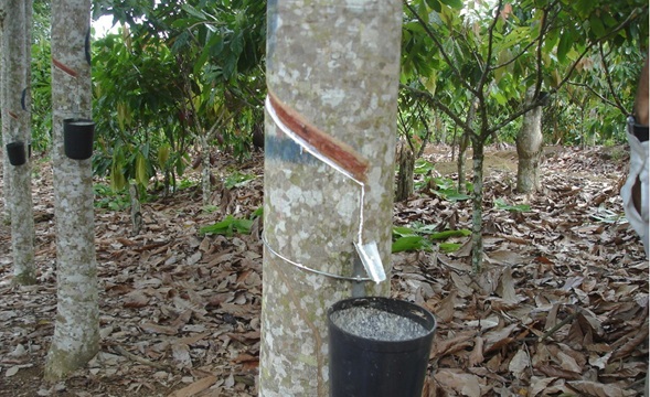 prefaguiabranca