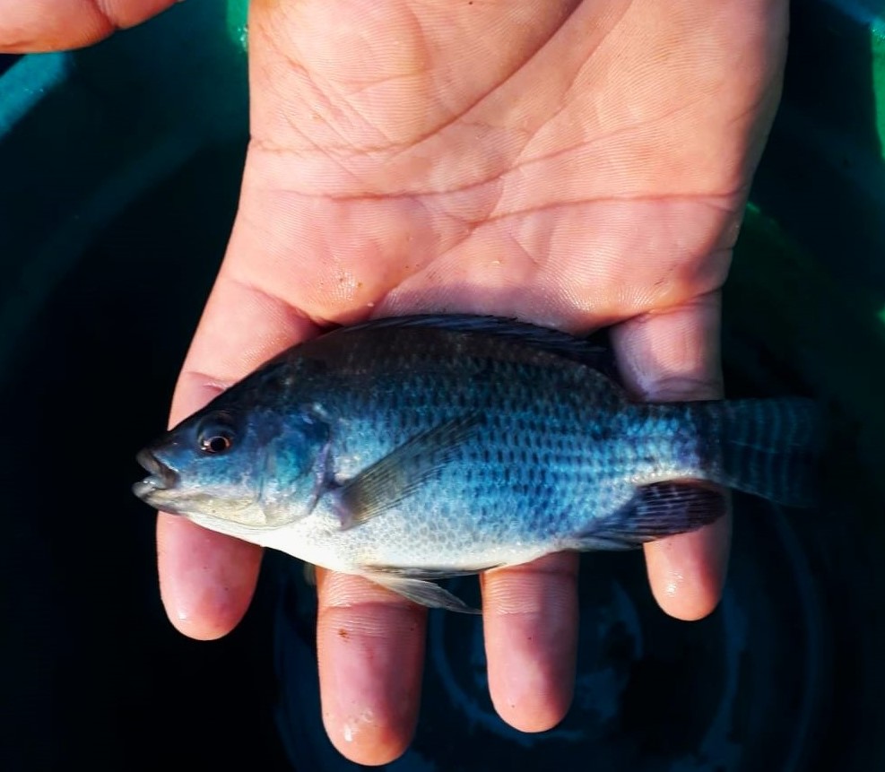 tilapia_aquaponia