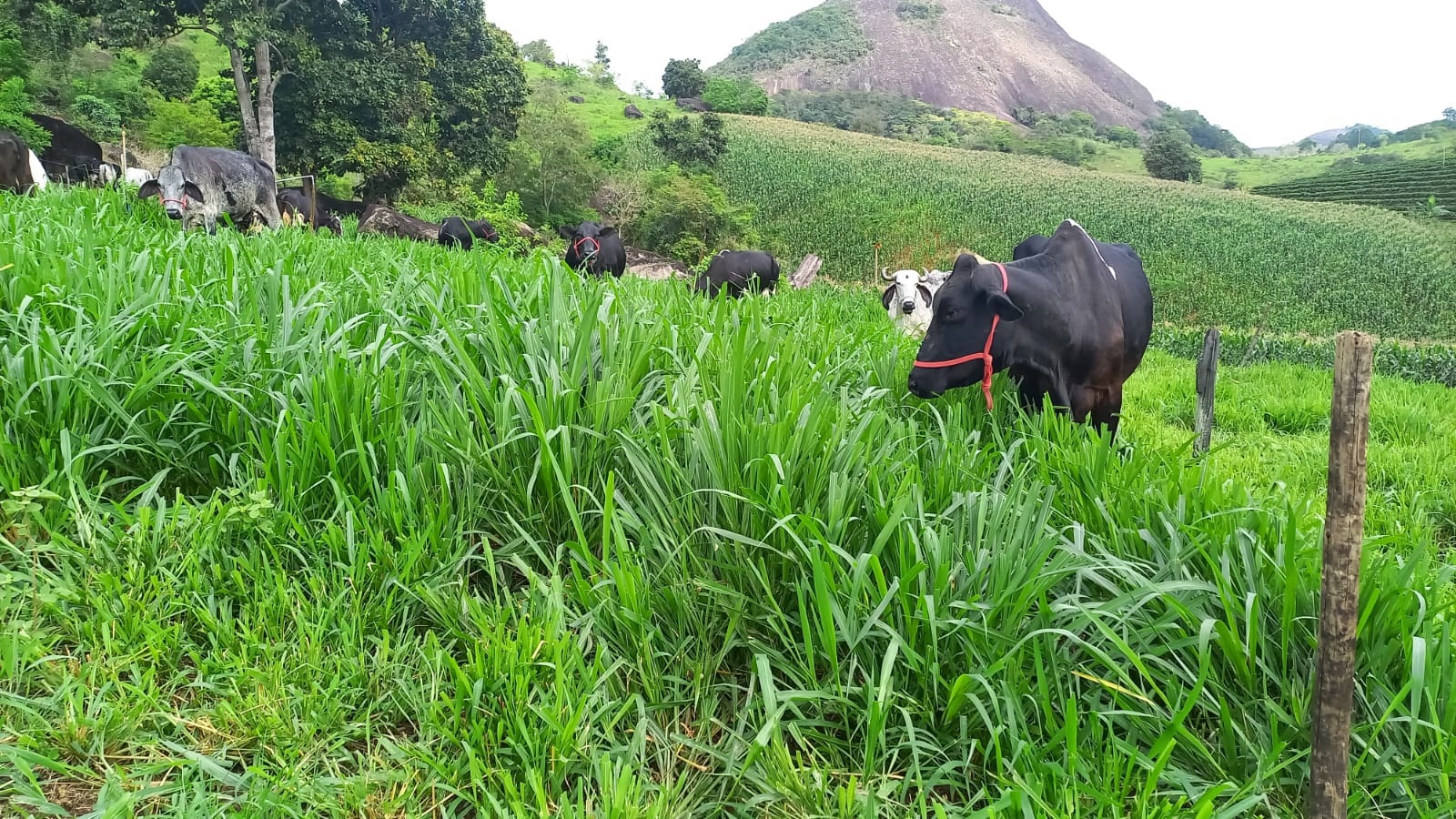 vaca-pasto1|||Fotógrafo:Incaper 